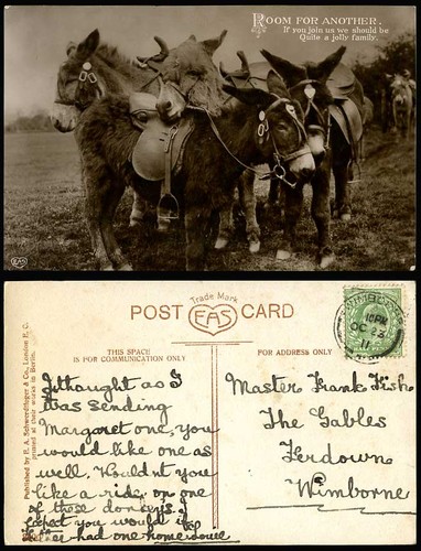 Donkey foals donkeys - donkey,