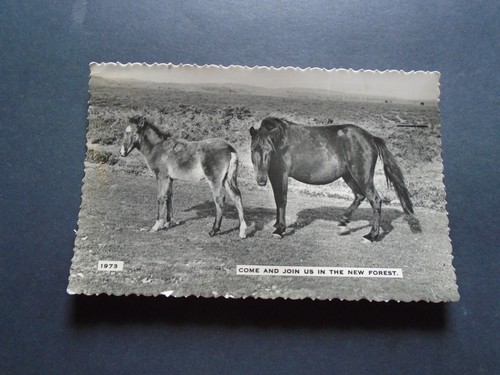 Hampshire new forest ponies - ,